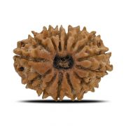 Buy 14 Fourteen Mukhi Rudraksha Online at Best Price | Rashi Ratan Bhagya