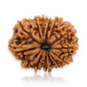 14 Mukhi Rudraksha ( Fourteen Mukhi ) Nepal Xray GJSPC Certified  21.92 M.M.