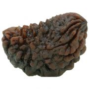 1 Mukhi Rudraksha (Ek Mukhi)