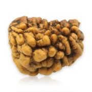 Natural Ek Mukhi Rudraksha (1 Mukhi) India GJSPC Certified  25.61 M.M.