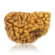 Natural Ek Mukhi Rudraksha (1 Mukhi) India GJSPC Certified  25.65 M.M.