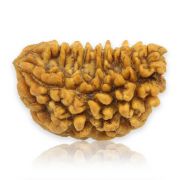 Natuarl Ek Mukhi Rudraksha (1 Mukhi) India GJSPC Certified  25.9 M.M.