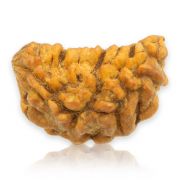 Natural Ek Mukhi Rudraksha (1 Mukhi) India GJSPC Certified  25.11 M.M.