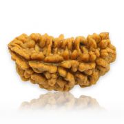 Natural Ek Mukhi Rudraksha (1 Mukhi) India GJSPC Certified  31.37 M.M.