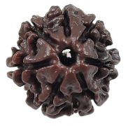 Rudraksha 7 Mukhi (Sevan Mukhi) (Nepal)