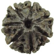 Rudraksha 7 Mukhi (Sevan Mukhi) (Nepal)