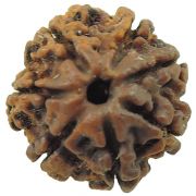 Rudraksha 7 Mukhi (Sevan Mukhi) (Nepal)