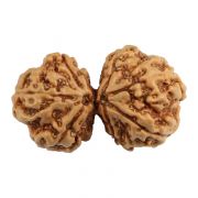 Natural 7 Mukhi (Seven Mukhi) Gauri Shankar Nepali Rudraksha GJSPC Certified 30.2 M.M.