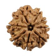 Natural 8 Mukhi (Eight Mukhi) Nepali Rudraksha GJSPC Certified 22.68 M.M.