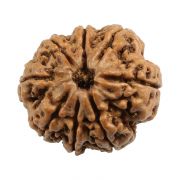 Natural 8 Mukhi (Eight Mukhi) Nepali Rudraksha GJSPC Certified 22.57 M.M.
