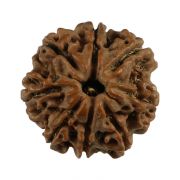 Natural 8 Mukhi (Eight Mukhi) Nepali Rudraksha GJSPC Certified 19.16 M.M.