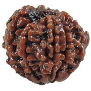 Rudraksha 8 Mukhi Ganesh(Eight Mukhi Ganesh) (Nepal)