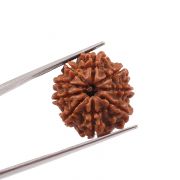 Natural 9 Mukhi (Nine Mukhi) Nepali Rudraksha GJSPC Certified 22.53 M.M.