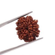 Natural 9 Mukhi (Nine Mukhi) Nepali Rudraksha GJSPC Certified 20.93 M.M.