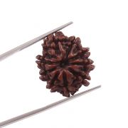 Natural 9 Mukhi (Nine Mukhi) Nepali Rudraksha GJSPC Certified 22.8 M.M.