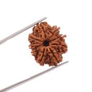Natural 9 Mukhi (Nine Mukhi) Nepali Rudraksha GJSPC Certified 22.96 M.M.