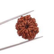 Natural 9 Mukhi (Nine Mukhi) Nepali Rudraksha GJSPC Certified 22.49 M.M.