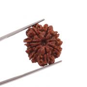 Natural 9 Mukhi (Nine Mukhi) Nepali Rudraksha GJSPC Certified 21.92 M.M.