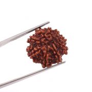 Natural 9 Mukhi (Nine Mukhi) Nepali Rudraksha GJSPC Certified 20.35 M.M.