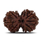 Natural 10 Mukhi (Ten Mukhi) Gauri Shankar Rudraksha (Nepal) GJSPC Certified 28.77 M.M.