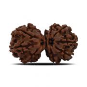 Natural 10 Mukhi (Ten Mukhi) Gauri Shankar Rudraksha (Nepal) GJSPC Certified 32.12 M.M.