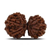 Natural 9 Mukhi (Nine Mukhi) Gauri Shankar Rudraksha (Nepal) GJSPC Certified 31.34 M.M.