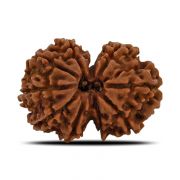 Natural 10 Mukhi (Ten Mukhi) Gauri Shankar Rudraksha (Nepal) GJSPC Certified 28.07 M.M.