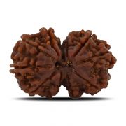 Natural 10 Mukhi (Ten Mukhi) Gauri Shankar Rudraksha (Nepal) GJSPC Certified 29.59 M.M.