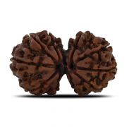 Natural 10 Mukhi (Ten Mukhi) Gauri Shankar Rudraksha (Nepal) GJSPC Certified 33.5 M.M.