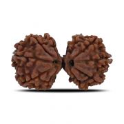 Natural 10 Mukhi (Ten Mukhi) Gauri Shankar Rudraksha (Nepal) GJSPC Certified 31.39 M.M.