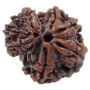 Gauri Shankar Rudraksha (Nepal)
