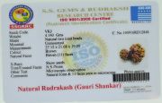 Gauri Shankar Rudraksha (Nepal)