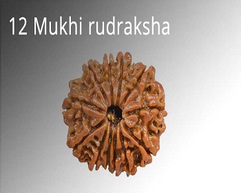 Twelve Mukhi (12 Faces) Rudraksha: Importance, Benefits, Power, Significance & Procedure to Wear