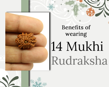 Fourteen Mukhi (14 faces) Rudraksha: Importance, Benefits, Power, Significance & Procedure to Wear