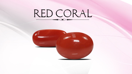 Coral (Munga)